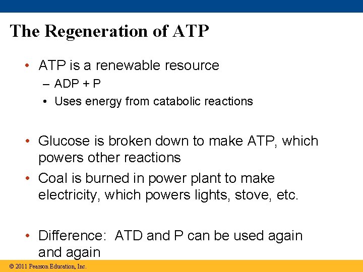 The Regeneration of ATP • ATP is a renewable resource – ADP + P