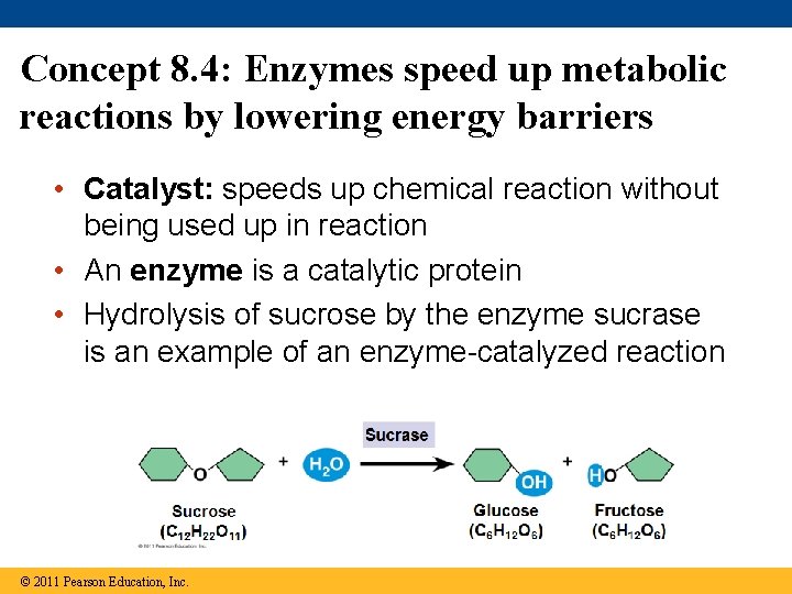 Concept 8. 4: Enzymes speed up metabolic reactions by lowering energy barriers • Catalyst: