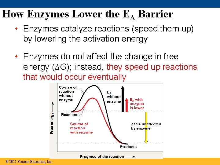 How Enzymes Lower the EA Barrier • Enzymes catalyze reactions (speed them up) by