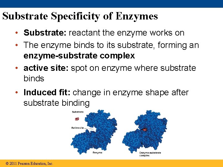 Substrate Specificity of Enzymes • Substrate: reactant the enzyme works on • The enzyme