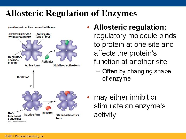 Allosteric Regulation of Enzymes • Allosteric regulation: regulatory molecule binds to protein at one