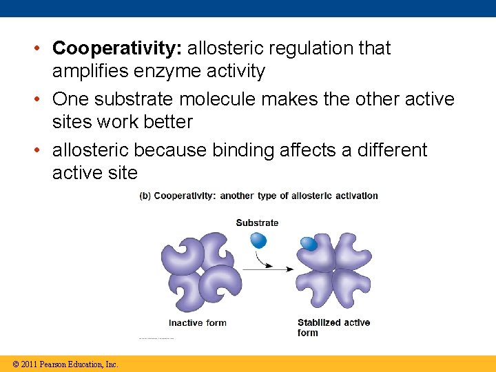  • Cooperativity: allosteric regulation that amplifies enzyme activity • One substrate molecule makes