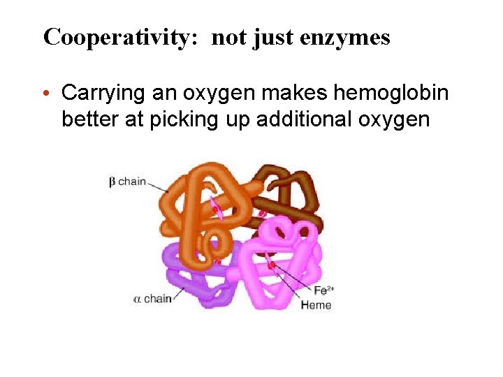 Cooperativity: not just enzymes • Carrying an oxygen makes hemoglobin better at picking up