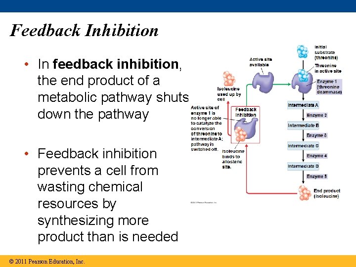 Feedback Inhibition • In feedback inhibition, the end product of a metabolic pathway shuts