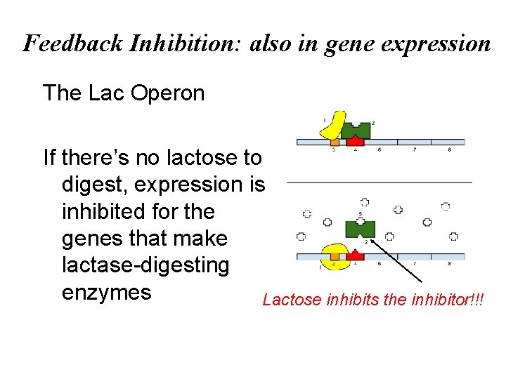 Feedback Inhibition: also in gene expression The Lac Operon If there’s no lactose to