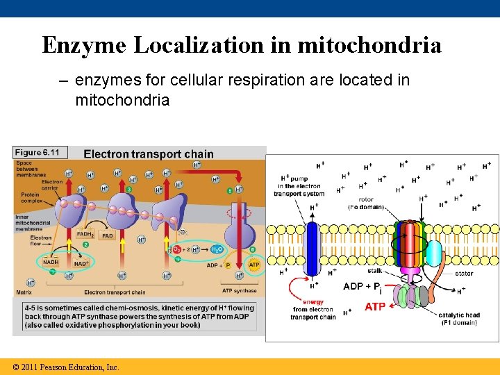 Enzyme Localization in mitochondria – enzymes for cellular respiration are located in mitochondria ©
