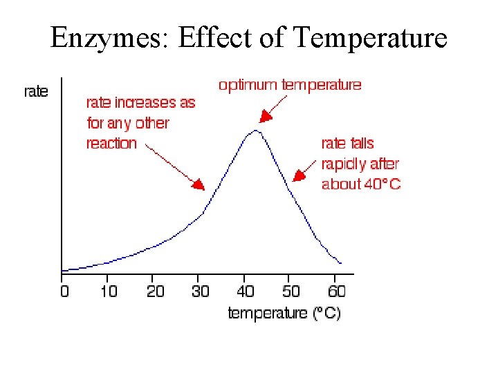 Enzymes: Effect of Temperature 