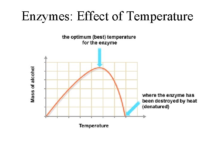 Enzymes: Effect of Temperature 