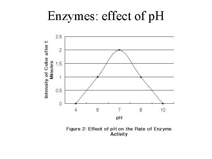 Enzymes: effect of p. H 