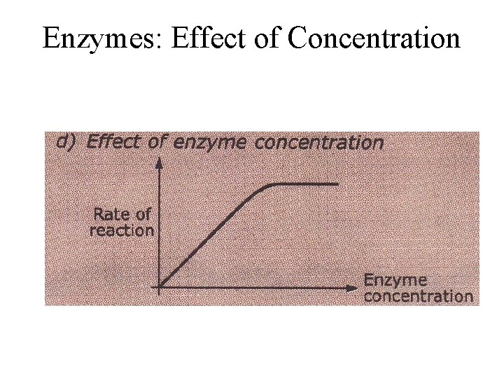 Enzymes: Effect of Concentration 