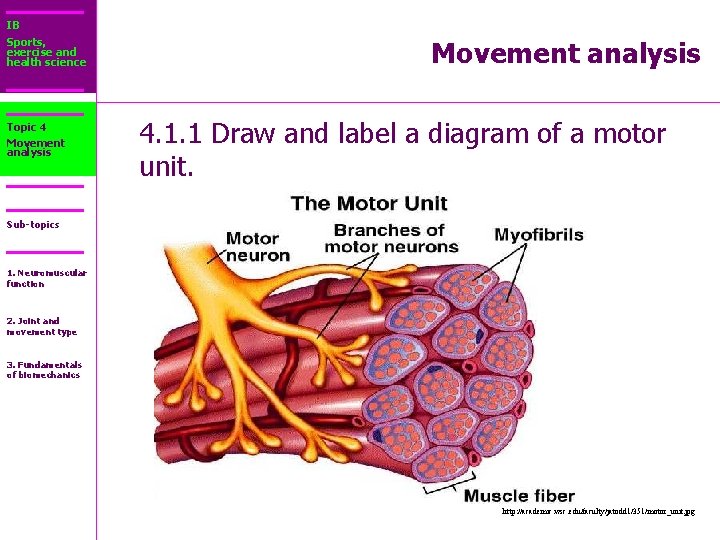 IB Sports, exercise and health science Topic 4 Movement analysis 4. 1. 1 Draw