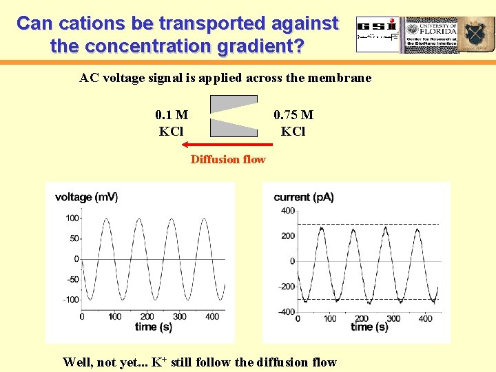 Can cations be transported against the concentration gradient? AC voltage signal is applied across