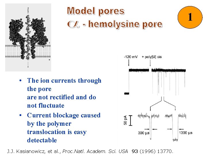 1 • The ion currents through the pore are not rectified and do not