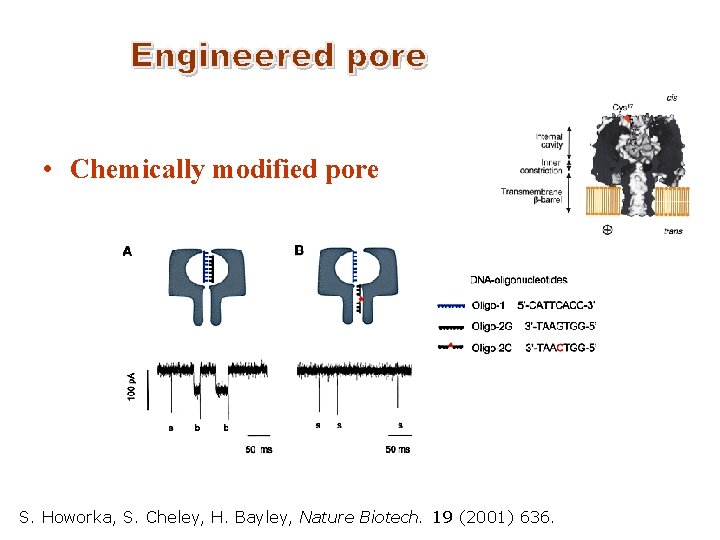  • Chemically modified pore S. Howorka, S. Cheley, H. Bayley, Nature Biotech. 19