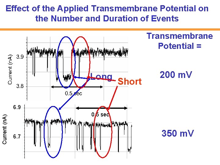 Effect of the Applied Transmembrane Potential on the Number and Duration of Events Transmembrane