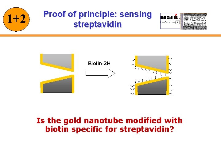 1+2 Proof of principle: sensing streptavidin Biotin-SH Is the gold nanotube modified with biotin