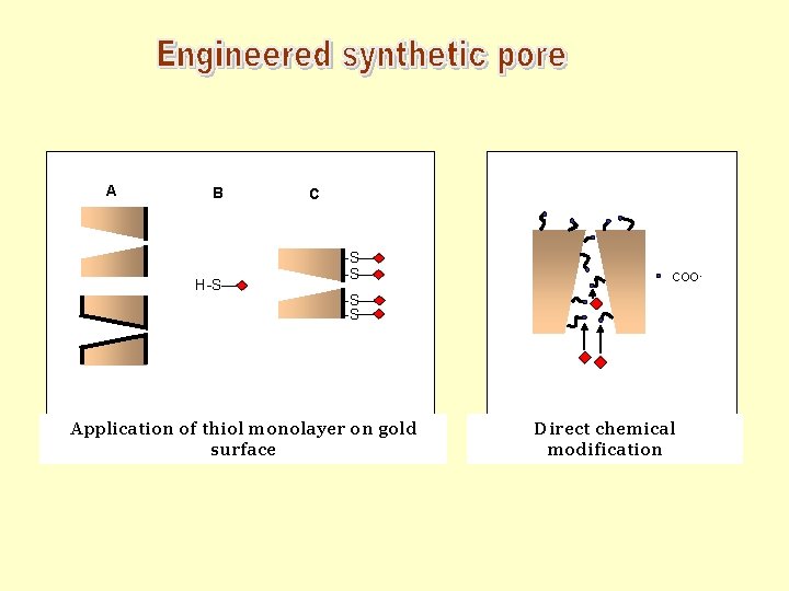 A B H-S C -S -S COO- -S -S Application of thiol monolayer on