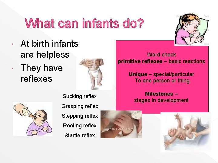 What can infants do? At birth infants are helpless They have reflexes Sucking reflex