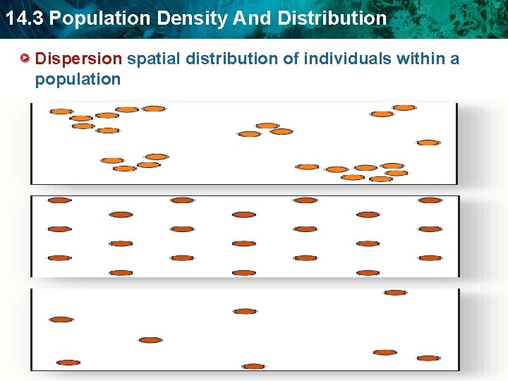 14. 3 Population Density And Distribution Dispersion spatial distribution of individuals within a population