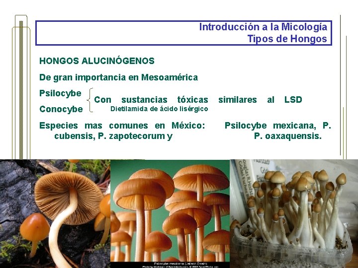 Introducción a la Micología Tipos de Hongos HONGOS ALUCINÓGENOS De gran importancia en Mesoamérica