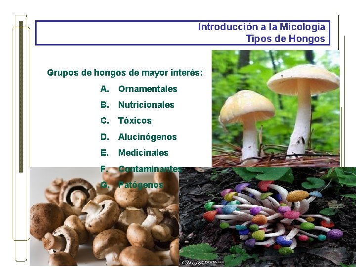 Introducción a la Micología Tipos de Hongos Grupos de hongos de mayor interés: A.