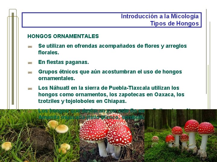 Introducción a la Micología Tipos de Hongos HONGOS ORNAMENTALES ; Se utilizan en ofrendas