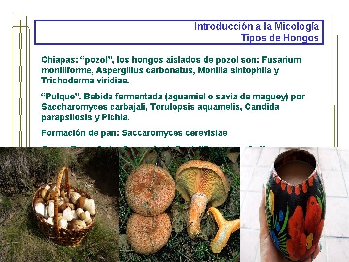Introducción a la Micología Tipos de Hongos Chiapas: “pozol”, los hongos aislados de pozol