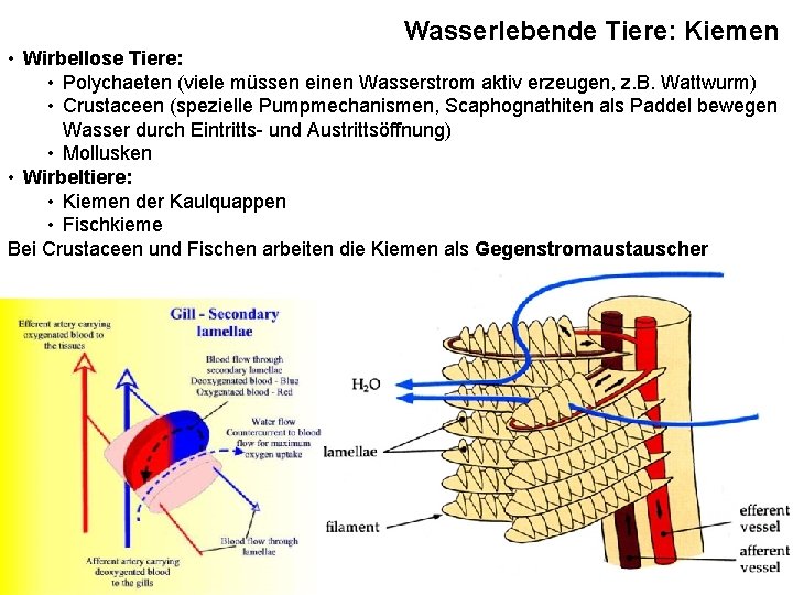 Wasserlebende Tiere: Kiemen • Wirbellose Tiere: • Polychaeten (viele müssen einen Wasserstrom aktiv erzeugen,