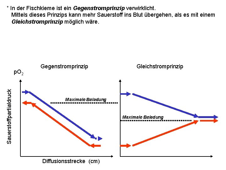 * In der Fischkieme ist ein Gegenstromprinzip verwirklicht. Mittels dieses Prinzips kann mehr Sauerstoff