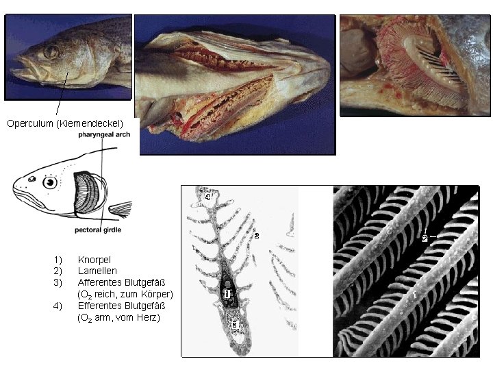 Operculum (Kiemendeckel) 1) Knorpel 2) Lamellen 3) Afferentes Blutgefäß (O 2 reich, zum Körper)