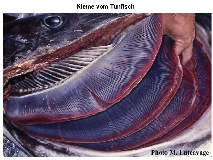 Kieme vom Tunfisch 