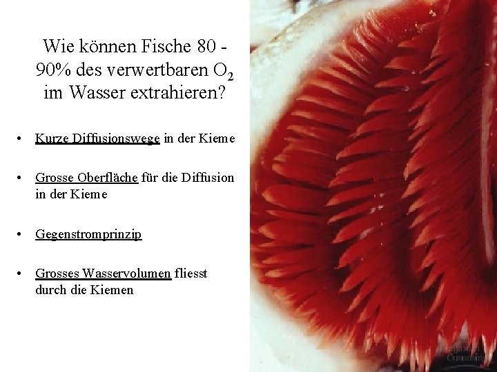 Wie können Fische 80 - 90% des verwertbaren O 2 im Wasser extrahieren? •