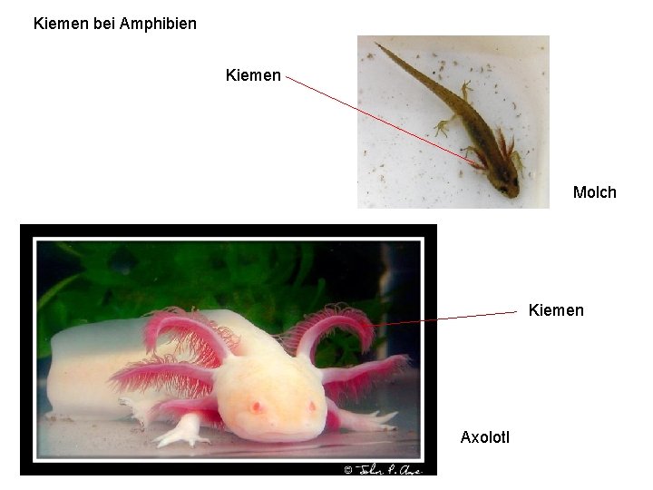 Kiemen bei Amphibien Kiemen Molch Kiemen Axolotl 