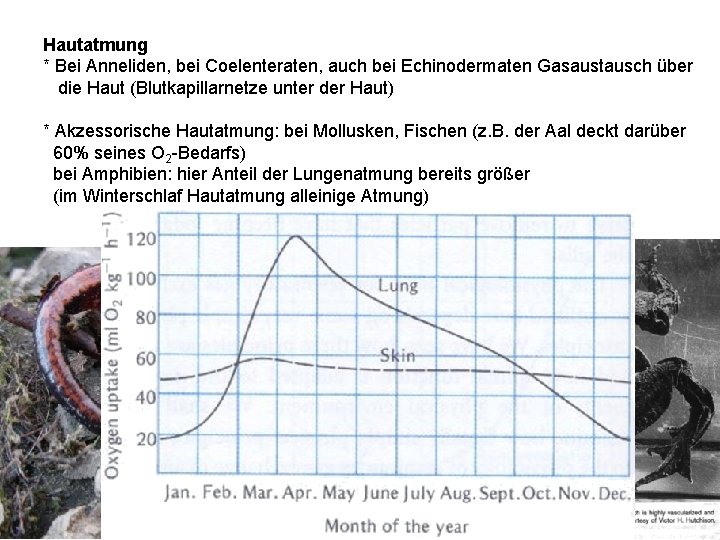 Hautatmung * Bei Anneliden, bei Coelenteraten, auch bei Echinodermaten Gasaustausch über die Haut (Blutkapillarnetze