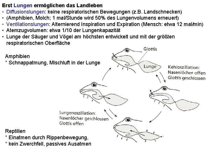 Erst Lungen ermöglichen das Landleben • Diffusionslungen: keine respiratorischen Bewegungen (z. B. Landschnecken) •