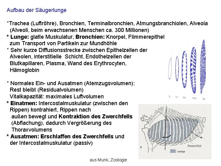 Aufbau der Säugerlunge *Trachea (Luftröhre), Bronchien, Terminalbronchien, Atmungsbranchiolen, Alveola (Alveoli, beim erwachsenen Menschen ca.