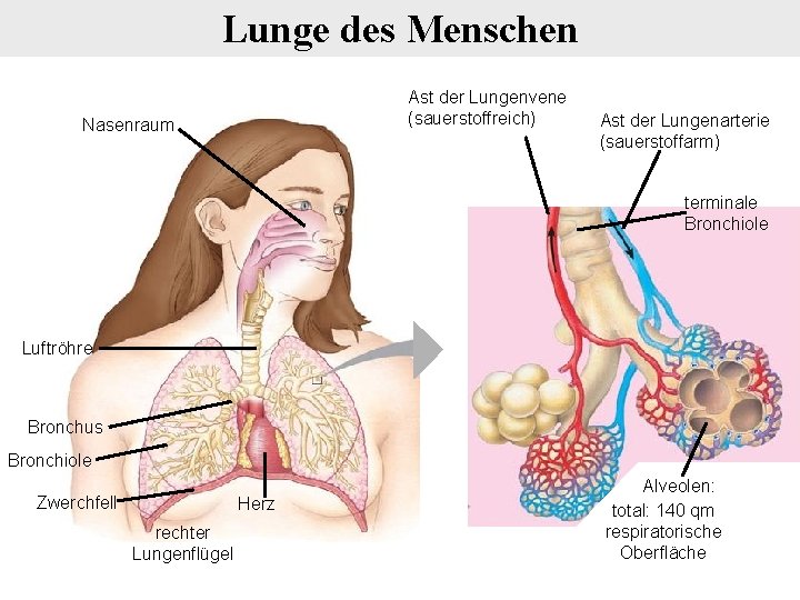 Lunge des Menschen Ast der Lungenvene (sauerstoffreich) Nasenraum Ast der Lungenarterie (sauerstoffarm) terminale Bronchiole