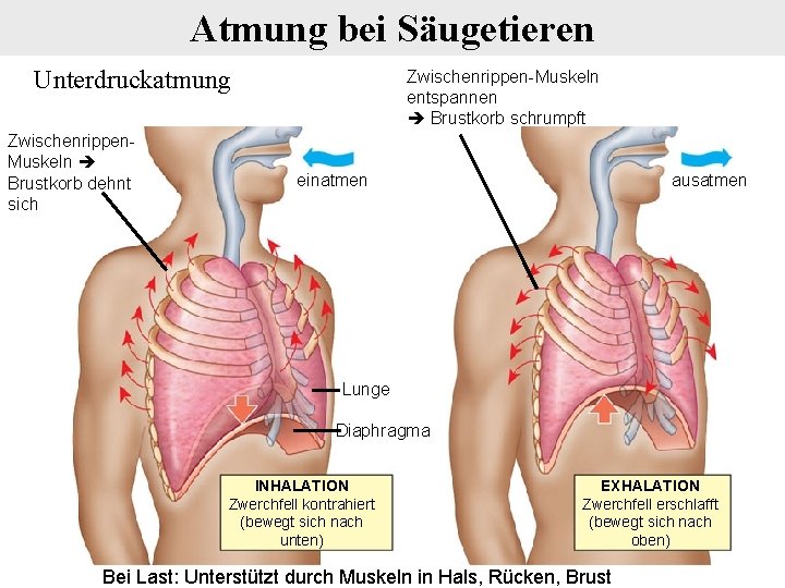 Atmung bei Säugetieren Unterdruckatmung Zwischenrippen. Muskeln Brustkorb dehnt sich Zwischenrippen-Muskeln entspannen Brustkorb schrumpft einatmen
