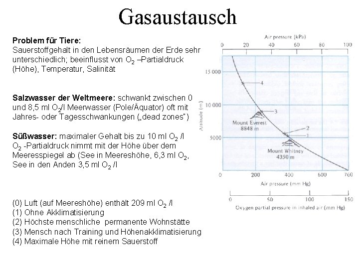 Gasaustausch Problem für Tiere: Sauerstoffgehalt in den Lebensräumen der Erde sehr unterschiedlich; beeinflusst von