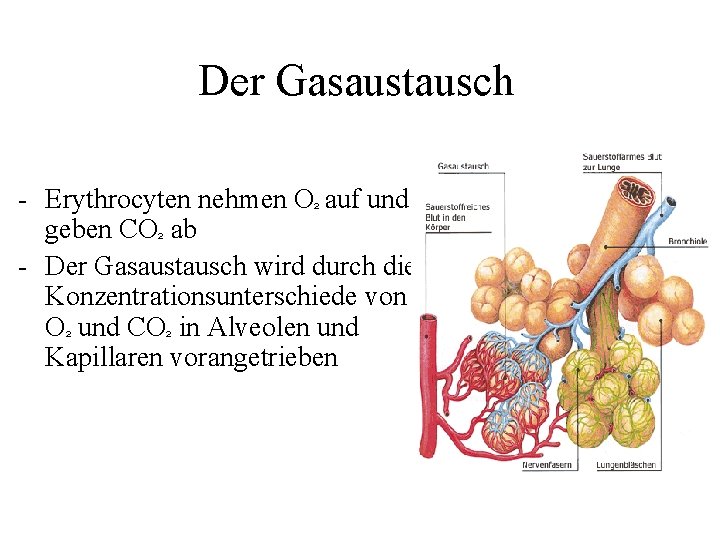 Der Gasaustausch - Erythrocyten nehmen O² auf und geben CO² ab - Der Gasaustausch