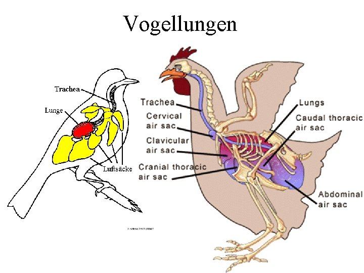 Vogellungen 