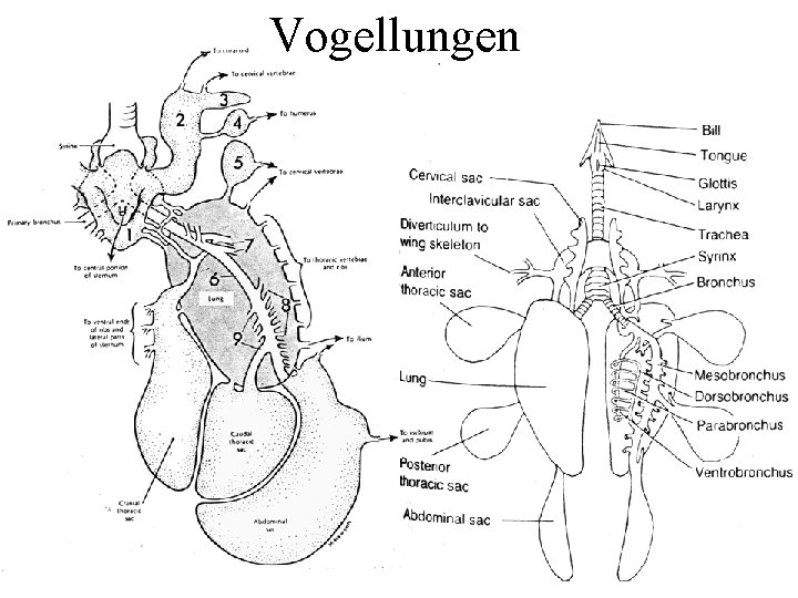 Vogellungen 