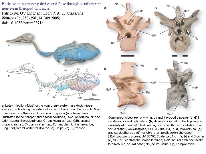 Basic avian pulmonary design and flow-through ventilation in non-avian theropod dinosaurs Patrick M. O'Connor