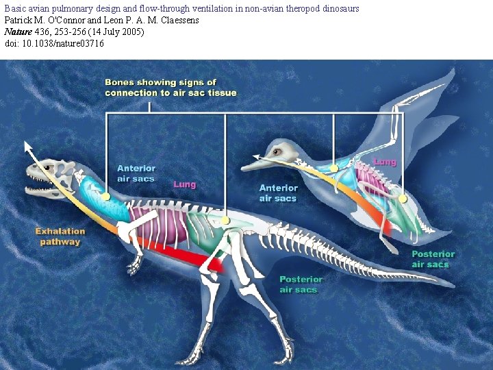 Basic avian pulmonary design and flow-through ventilation in non-avian theropod dinosaurs Patrick M. O'Connor