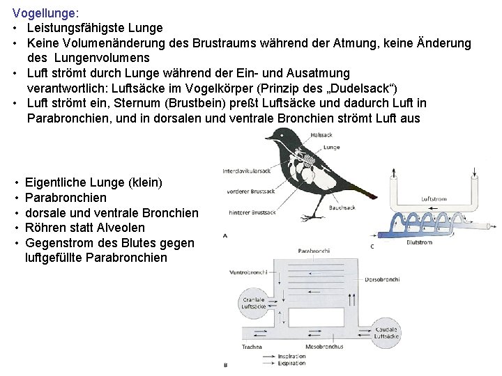 Vogellunge: • Leistungsfähigste Lunge • Keine Volumenänderung des Brustraums während der Atmung, keine Änderung