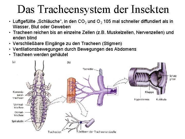 Das Tracheensystem der Insekten • Luftgefüllte „Schläuche“, in den CO 2 und O 2