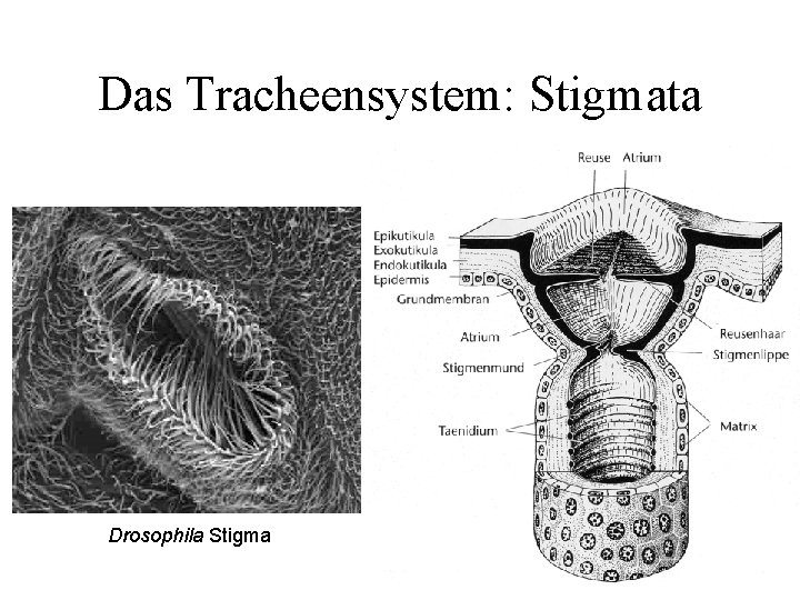 Das Tracheensystem: Stigmata Drosophila Stigma 