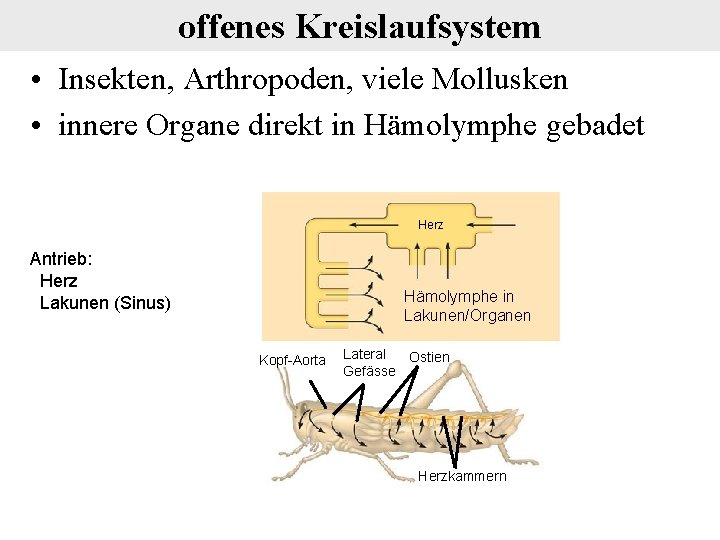 offenes Kreislaufsystem • Insekten, Arthropoden, viele Mollusken • innere Organe direkt in Hämolymphe gebadet