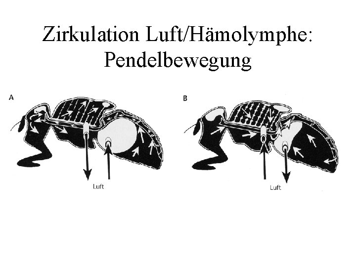 Zirkulation Luft/Hämolymphe: Pendelbewegung 