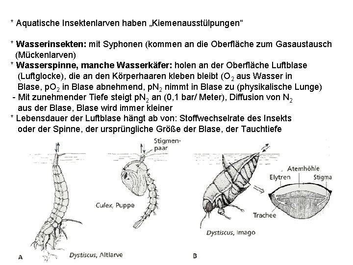 * Aquatische Insektenlarven haben „Kiemenausstülpungen“ * Wasserinsekten: mit Syphonen (kommen an die Oberfläche zum